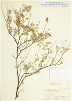 藏品(豆科)的圖片